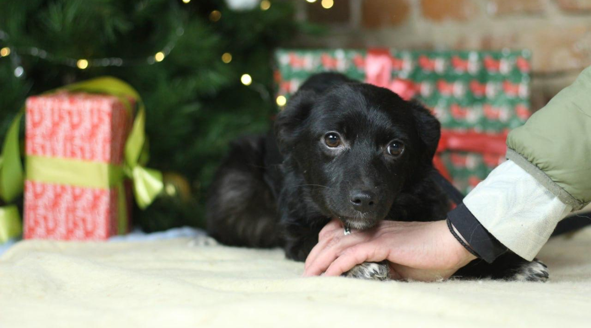 Chiens à adopter